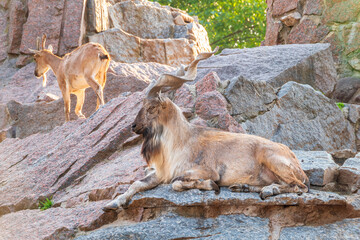 Markhor male and female on the rock. Latin name - Capra falconeri
