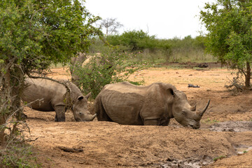 Herd of African black rhinoceros in Hlane National Park, or Royal Hlane National Park, is located in northeastern Swaziland, Africa	