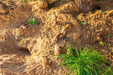 Meerkat, Suricata suricatta, on hind legs. Portrait of meerkat standing on hind legs with alert expression. Portrait of a funny meerkat sitting on its hind legs.
