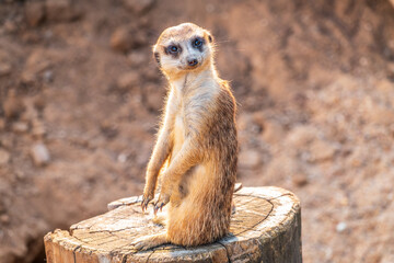 Meerkat, Suricata suricatta, on hind legs. Portrait of meerkat standing on hind legs with alert expression. Portrait of a funny meerkat sitting on its hind legs.