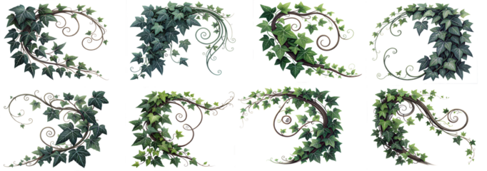 collection of of green leaves from Javanese tree vine or grape ivy (Cissus spp.), a jungle vine and hanging ivy plant bush foliage, isolated on a white background with a clipping path.