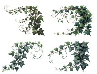 Set of green leaves from Javanese treebine or grape ivy (Cissus spp.), a jungle vine and hanging ivy plant bush foliage, isolated on a white background with a clipping path.