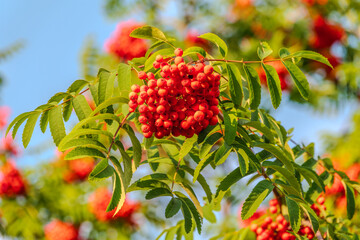 Autumn bright red rowan berries with leaves