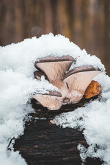 Boczniak ostrygowaty,Pleurotus ostreatus pokryty śniegiem