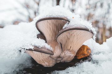 Boczniak ostrygowaty,Pleurotus ostreatus pokryty śniegiem