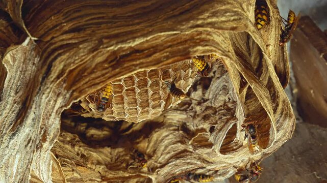 close-up of a hornet building its nest, bottom view. A big hornet's nest. active bald-faced hornets (wasps)