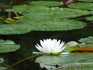 Lotus © dagmar