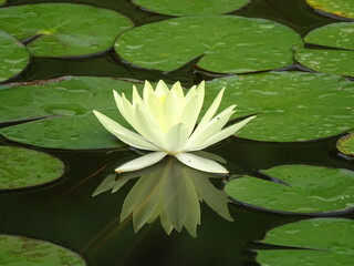 Lotus © dagmar