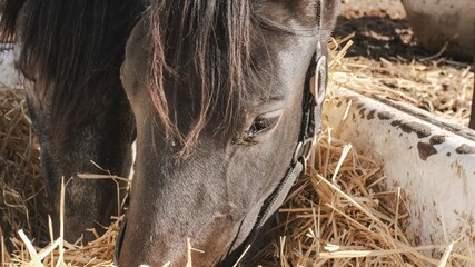 Dark horse enjoying hay in stable: close-up of feeding time