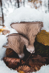 Boczniak ostrygowaty,Pleurotus ostreatus pokryty śniegiem