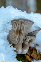 Boczniak ostrygowaty,Pleurotus ostreatus pokryty śniegiem