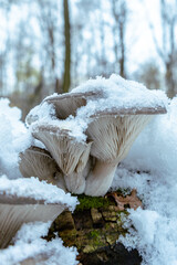 Boczniak ostrygowaty,Pleurotus ostreatus pokryty śniegiem