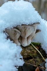 Boczniak ostrygowaty,Pleurotus ostreatus pokryty śniegiem