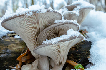 Boczniak ostrygowaty,Pleurotus ostreatus pokryty śniegiem