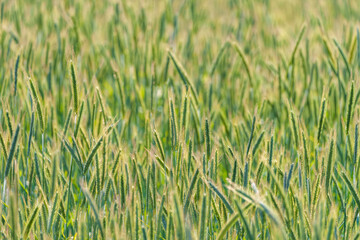 The picturesque and lush green wheat field bathed in bright and warm sunlight shines beautifully
