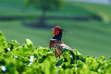 A Colorful Bird Perching Gracefully Among the Lush Greenery in the Expansive Nature