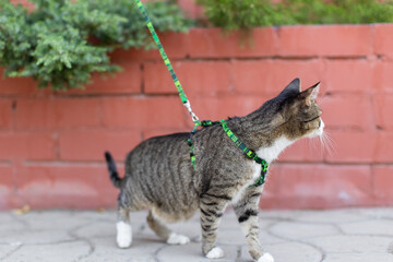 Black tabby  without pedigree with leash wandering in backyard. Young cute male cat wearing a harness go on Walking on the street. Pets walking outdoor