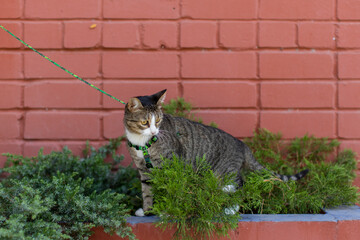 Black tabby  without pedigree with leash wandering in backyard. Young cute male cat wearing a harness go on Walking on the street. Pets walking outdoor