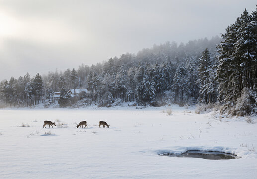 Winter Forest Scene with Grazing Deer on a Snow-Covered Meadow