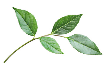 Fototapeta premium A wild green leaf, isolated on a transparent background, perfect for nature, botanical, or environmental-themed designs.