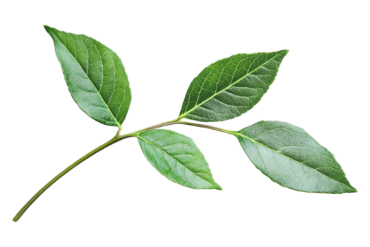 A wild green leaf, isolated on a transparent background, perfect for nature, botanical, or environmental-themed designs.