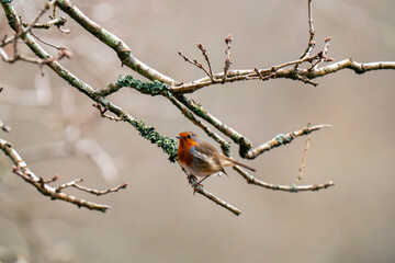 robin on a branch