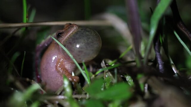 Video of a singing male Spring Peeper (Pseudacris crucifer) during the spring in eastern North America. His vocal sac inflates like a balloon as he makes loud peeps to attract a mate. 