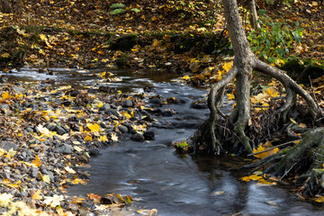 Curved stream with autumn color leaves and fairy tale tree with bare roots