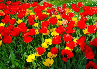 Obraz premium In the spring, during the flowering of tulips, we meet magnificent flower fields. Colorful flowers flaunt in the field.