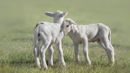Obraz premium Two Cuddling Lambs