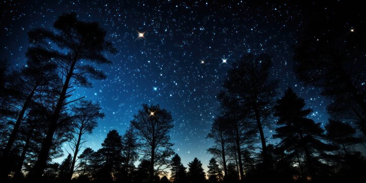 The night sky sparkles with stars as silhouettes of tall trees stand against a twilight backdrop