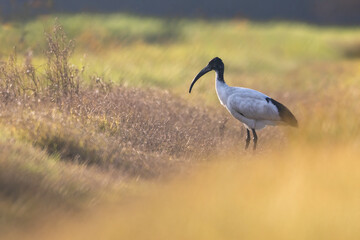 The African sacred ibis (Threskiornis aethiopicus) , African bird species but now also found in Europe.