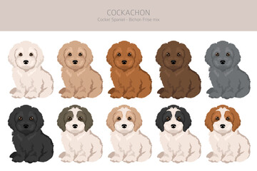 Cockachon clipart. Cocker Spaniel Bichon Frise mix. Different coat colors set.  Vector illustration