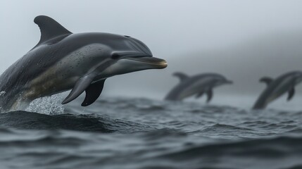 Obraz premium A playful dolphin leaps from the ocean surface, with others swimming gracefully in the misty background.
