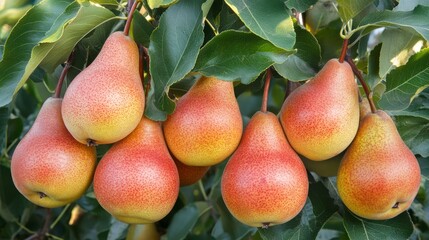 Harvest of ripe pears on a branch in the garden, agribusiness business concept, organic healthy food and non-GMO fruits with copy space 
