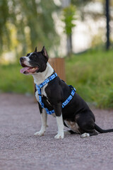 An American Staffordshire Terrier dog in a beautiful harness in the park