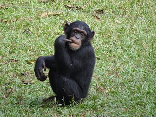 Schimpanse