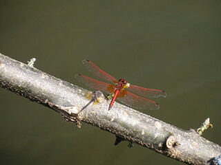 Libelle