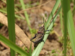 westafrikanische Heuschrecke