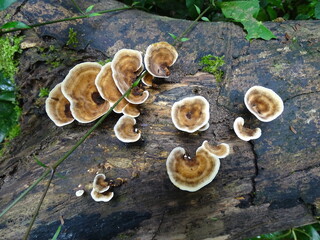 Pilze im Urwald von Sierra Leone