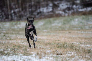 Black eurohound running through snowy winter field outdoors