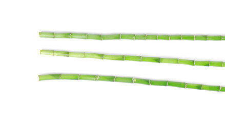 Stems of decorative bamboo plant isolated on white, top view