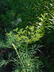 A bright, beautiful inflorescence of a dill garden plant in the rays of the sun on a dark garden background.