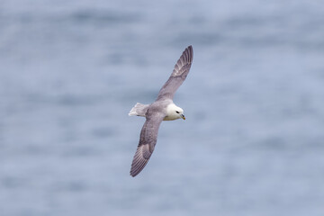 fulmar on flight