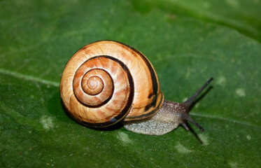 Close-up of a snail crawling on a green lea