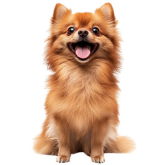 Obraz premium A Dog is sitting and panting isolated on a transparent background