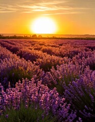 Fototapeta premium A serene lavender field at sunset, painted with soft purple and gold tones