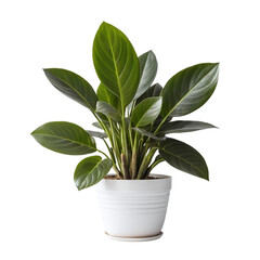 House plant in a pot isolated on transparent background