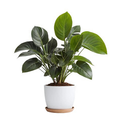 House plant in a pot isolated on transparent background