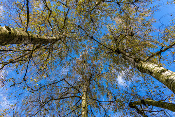 Birkenbäume vor blauem Himmel, Berlin, Deutschland